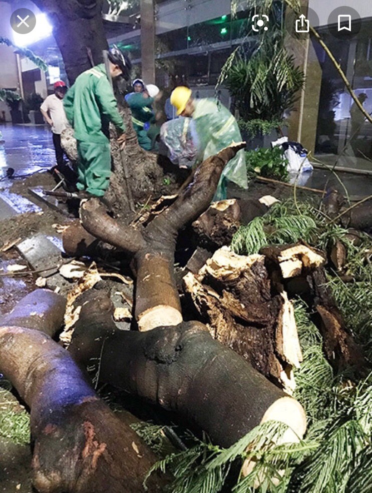 Dịch vụ cắt tỉa cây xanh tại quận 4
