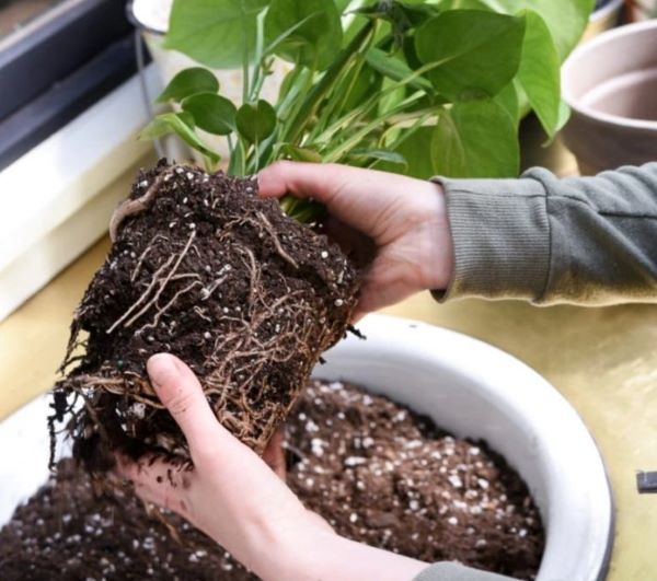 Hướng dẫn thay chậu cây cảnh đúng kỹ thuật